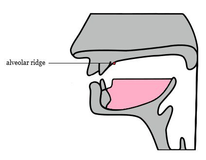 alveolar ridge