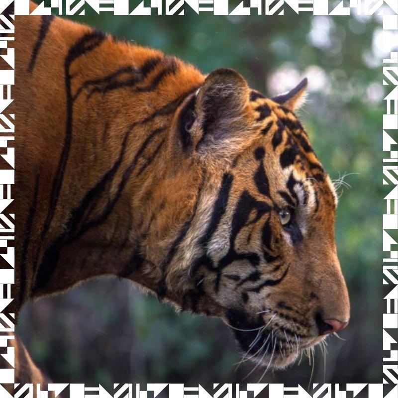 Picture of a tiger in the jungle